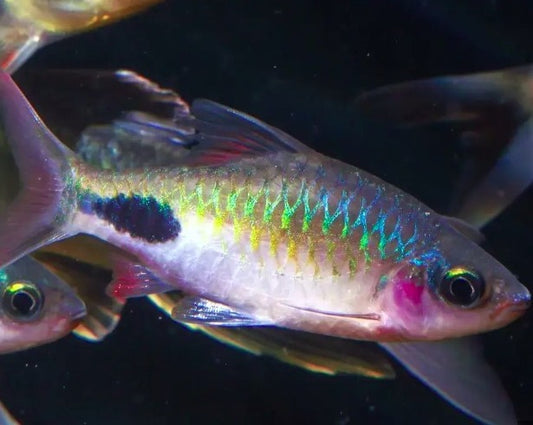 Filament Barb