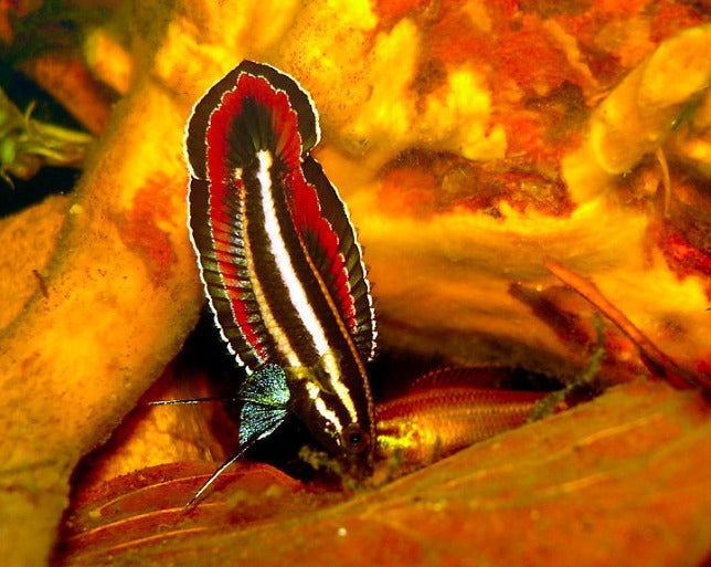 Fire and Ice Licorice Gourami