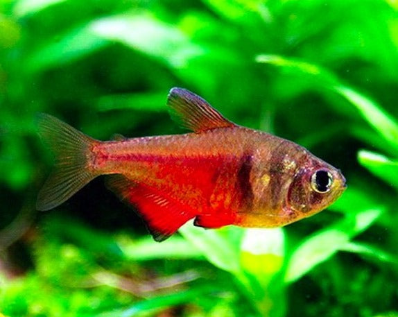 Gold Flame Tetra