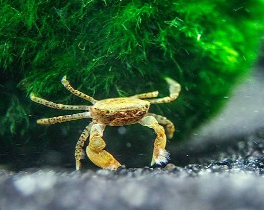 Pom Pom Crab