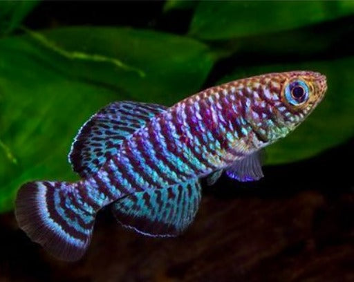 Fuscotaeniatus Killifish