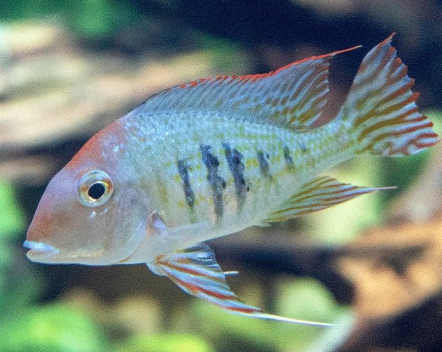 Geophagus Satanoperca Jurupari