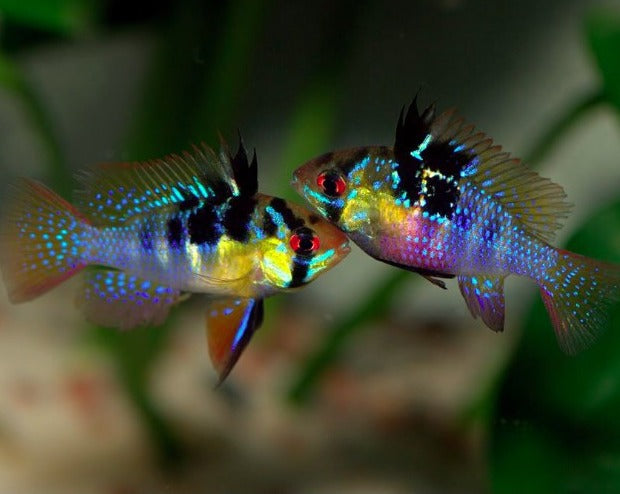 Mikrogeophagus Ramirezi "German Blue Rams"