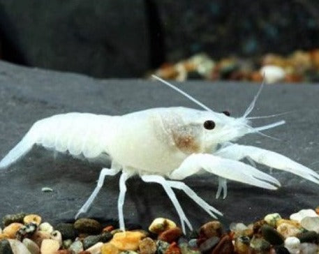 Specter Fish Specter White – THE EVOLVED FISH