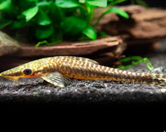 Giant Otocinclus