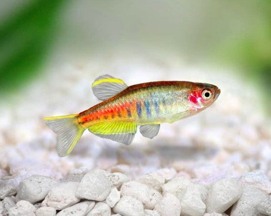 Glowlight Danios