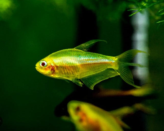 Gold Emperor Tetra