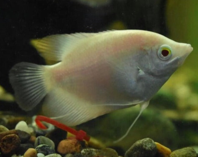 Gold Giant Gourami