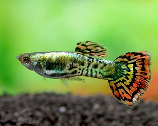 Gold Snakeskin Male Guppy