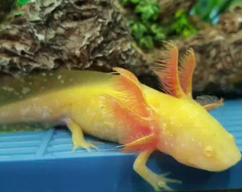 Golden Albino Axolotl