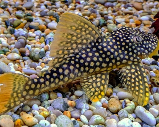 Goldy Pleco L014