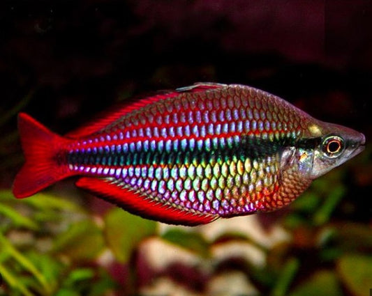 Goyder River Rainbow
