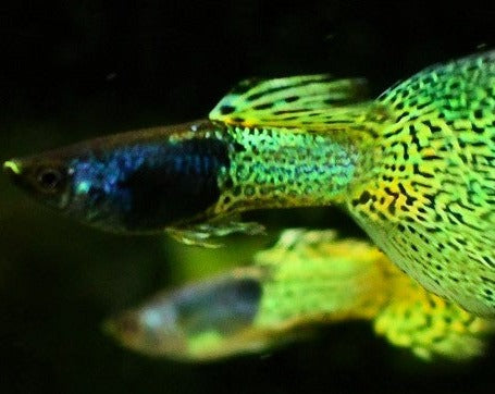 Green Lace Male Guppy