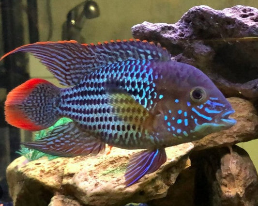 Andinoacara Rivulatus "Green Terror"