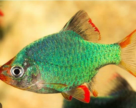 Green Tiger Barb – THE EVOLVED FISH