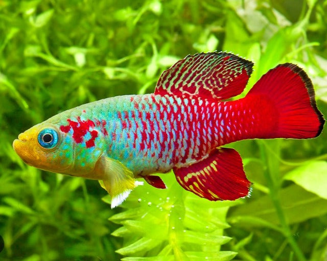 Guenther's Killifish