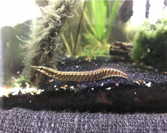 Half Banded Spiny Eel
