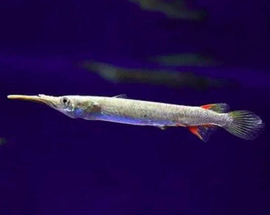 Blue Spot Halfbeak