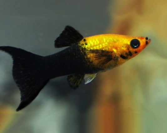 Half Black Gold Lyretail Molly
