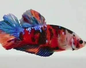 Half Moon Koi Female Betta