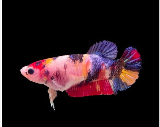 Halfmoon Candy Female Betta – THE EVOLVED FISH