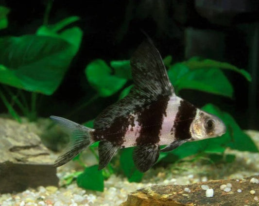 Hi-Fin Banded Shark