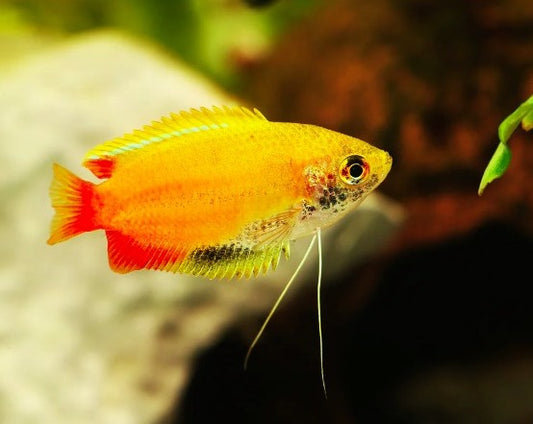 Honey Dwarf Gourami