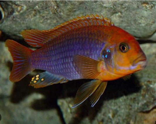 Iodotropheus Sprengerae "Rusty"