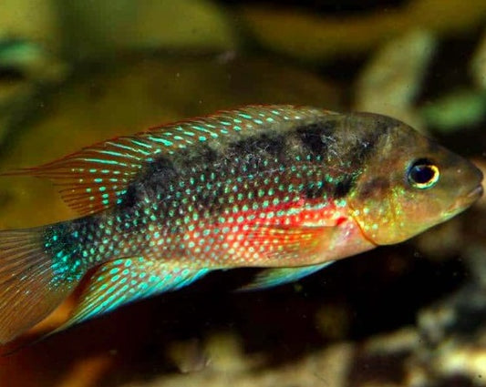 Cichlasoma Istlanum