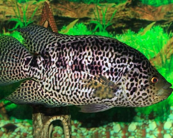 Parachromis Managuense "Jaguar Cichlid"