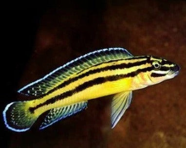 Julidochromis Regani "Kipili"
