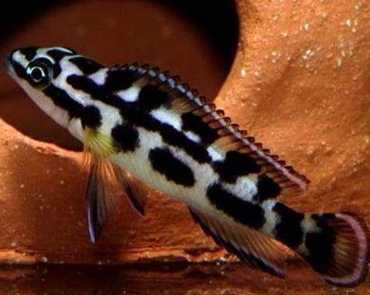 Julidochromis Transcriptus "Bemba"