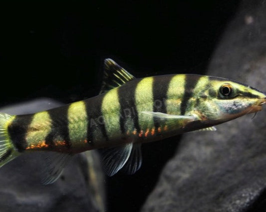 Kansu Loach