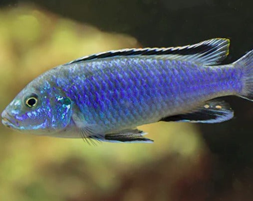 Labidochromis Joanjohnsonae 