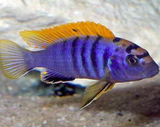 Labidochromis Hongi