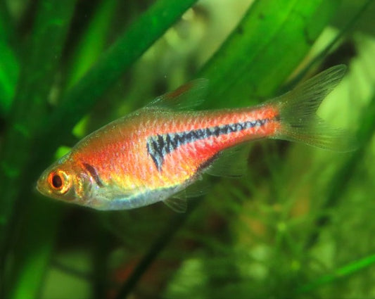 Lamb Chop (glowlight) Rasbora