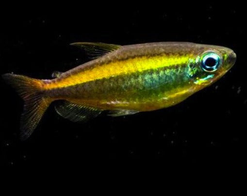 Lampeye Congo Tetra