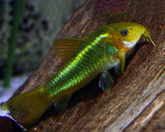 Laser Green Cory