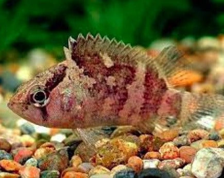 Asian Leaf Fish