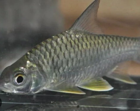 Lemon Fin Barb