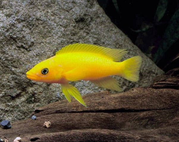 Neolamprologus Leleupi "Lemon Cichlid"