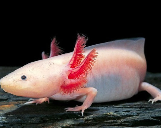 Leucistic Axolotl