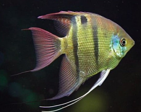 Long Nose Angelfish – THE EVOLVED FISH