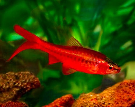 Long Fin Cherry Barb