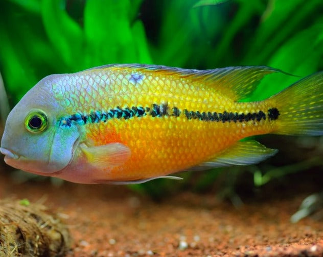 Hypsophrys Nicaraguensis "Macaw Cichlid"