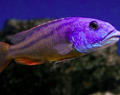 Aristochromis Christyi "Malawi Hawk"