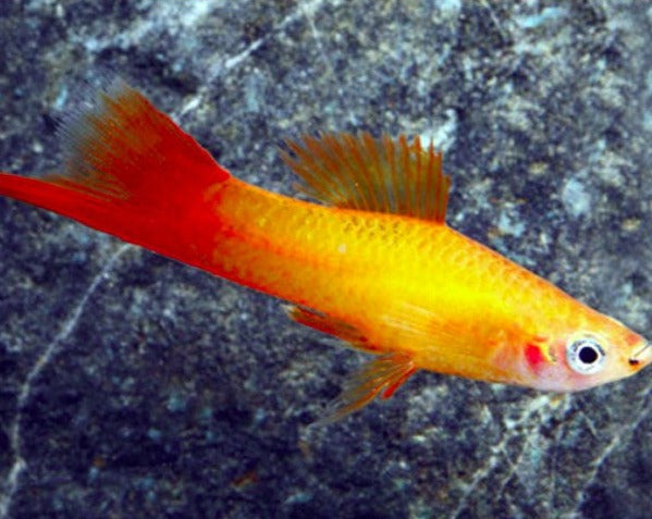 Marigold Swordtail – THE EVOLVED FISH