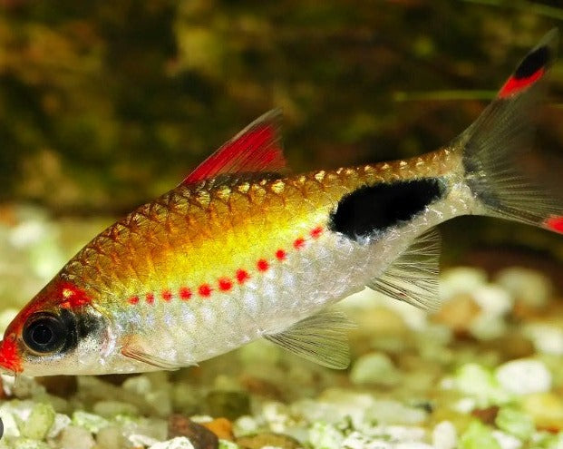 Mascara Barb – THE EVOLVED FISH