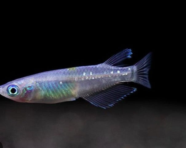 Madeca Fish Assorted Medaka Ricefish – THE EVOLVED FISH