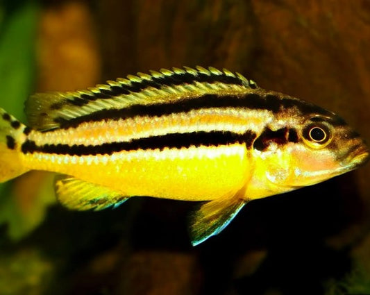 Melanochromis Auratus